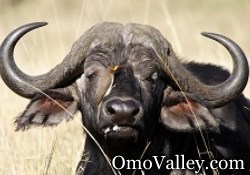 African or Cape Buffalo in Omo Valley, Ethiopia